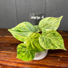 Philodendron Heartleaf Variegata Opal - Variegated RARE AROID - heart leaf