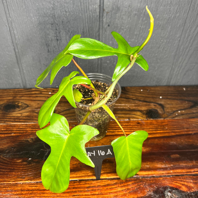 Philodendron Florida Ghost // Green Variegata