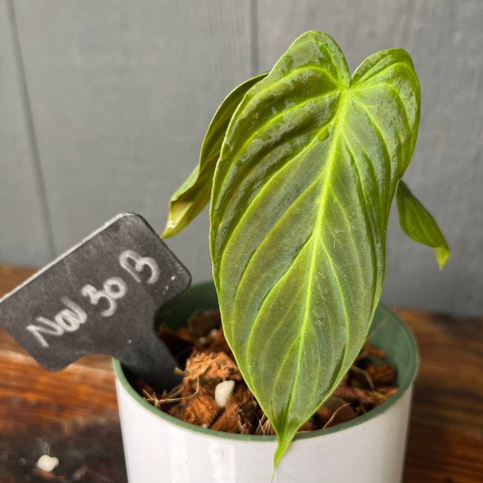 Philodendron Splendid / Triumphant (Verrucosum X Melanochrysum) - RARE AROID