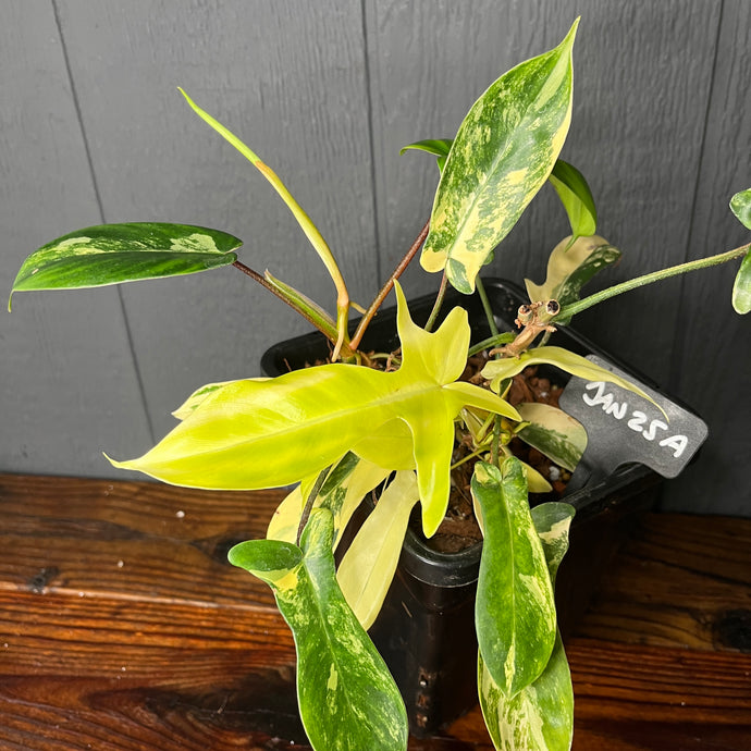 Large Philodendron Florida Beauty - Rare Variegated Aroid
