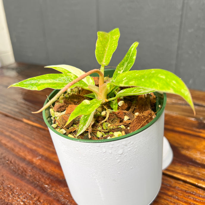 Philodendron Ring of Fire - Rare Variegated Aroid