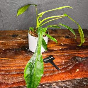 VARIEGATED Philodendron Joepii - VERY RARE AROID