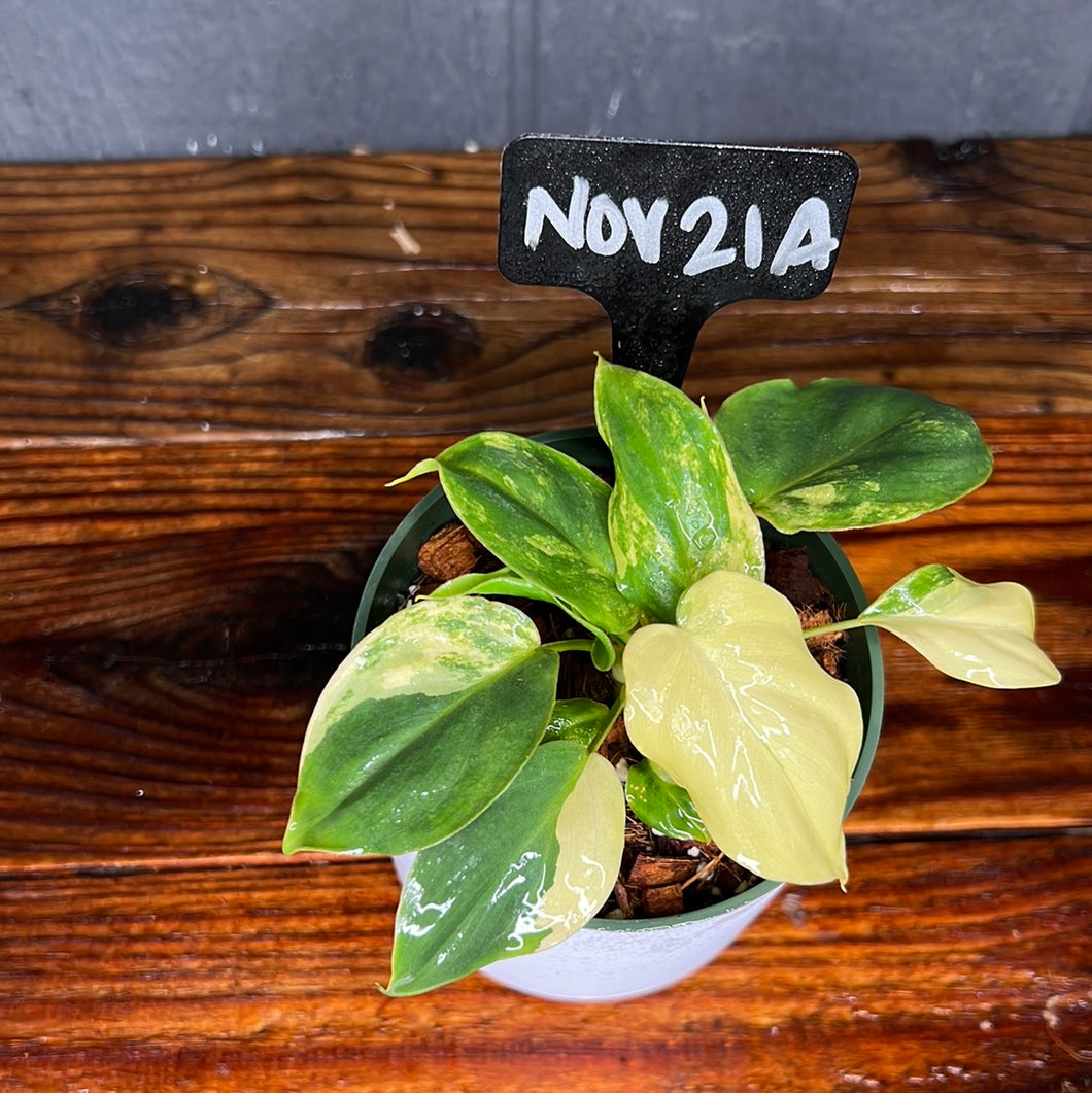 Philodendron Burle Marx Variegata