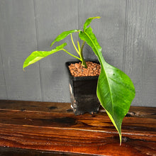 MASSIVE Philodendron Joepii  --  Rare Aroid Collection