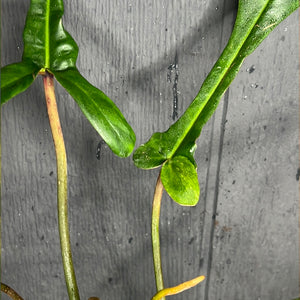 MASSIVE Philodendron Joepii  --  Rare Aroid Collection