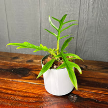 Philodendron Tortum - Rare Aroid Collection