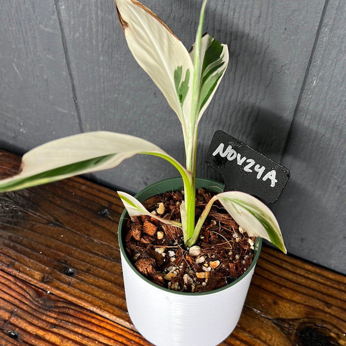 Musa AE Florida Variegata - Variegated Banana Leaf - Musa aeae SHIPS FREE