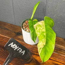 Philodendron Domesticum Variegata - SHIPS FREE - RARE Aroid