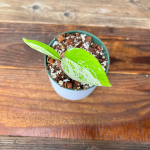 Epipremnum Marble Variegata
