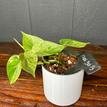 Philodendron Heartleaf Variegata Opal - Variegated RARE AROID - heart leaf