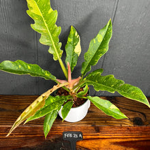 Philodendron Ring of Fire - Rare Variegated Aroid