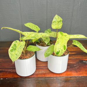 Philodendron Paraiso Verde 4 inch 'Growers Choice' - Rare Variegated Aroid