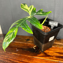 Philodendron Florida Beauty // pendatum - Rare Variegated Aroid