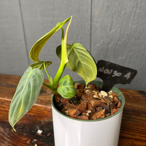 Philodendron Melanochrysum - Rare Aroid Collection