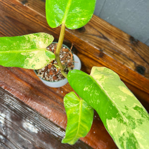 Philodendron Domesticum Variegata - SHIPS FREE - RARE Aroid