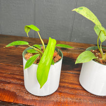 Philodendron Paraiso Verde & Joepii 4in 'Growers Choice'  - 2 PLANT PACK - SHIPS FREE!