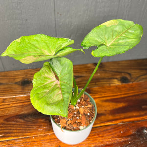 Syngonium T24 Variegated - Rare Aroid Collection