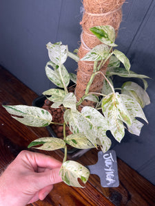 Epipremnum Marble Variegata SHIPS FREE 😆