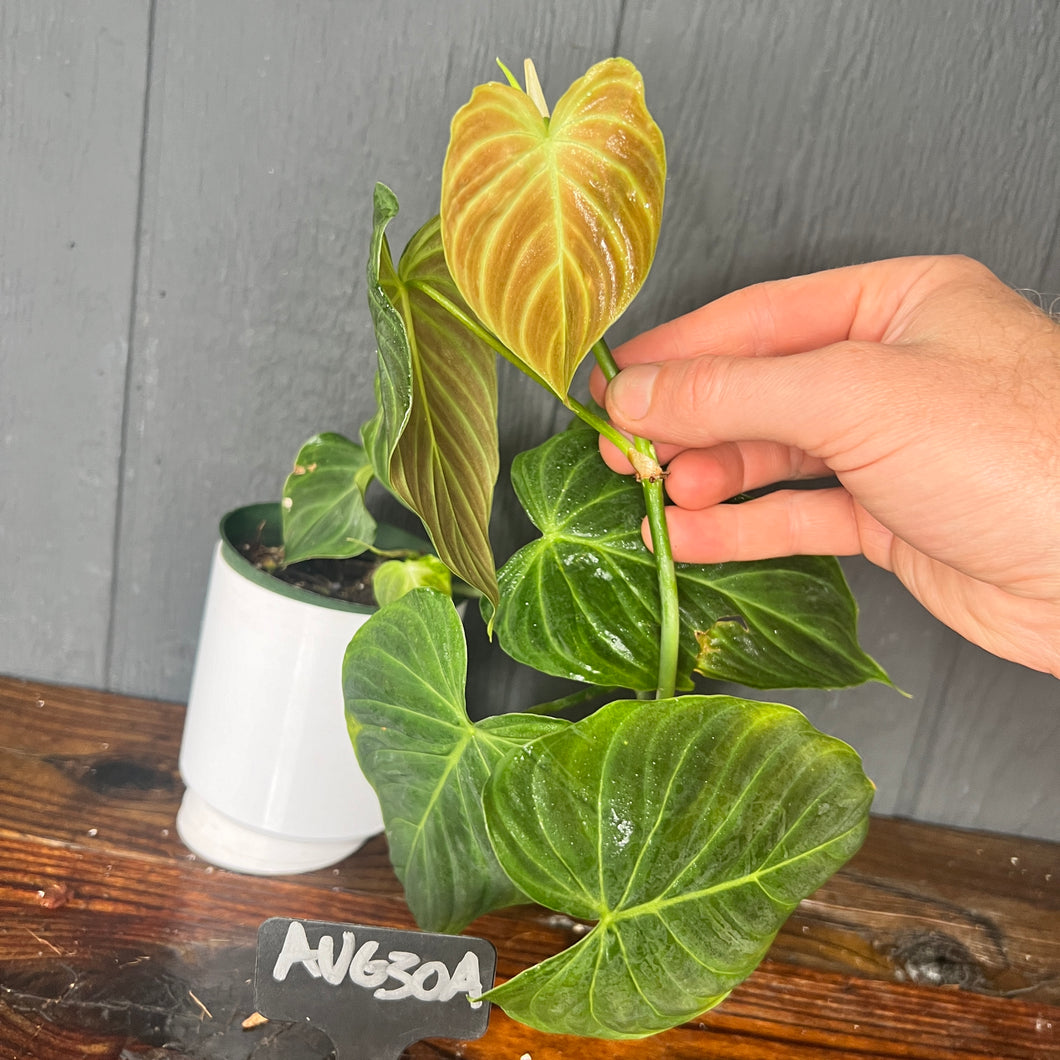 Philodendron Splendid / Triumphant (Verrucosum X Melanochrysum) - RARE AROID