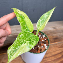Philodendron Jose Buono - RARE VARIEGATED AROID