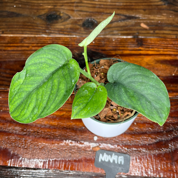 Scindapsus Jade Satin - RARE AROID