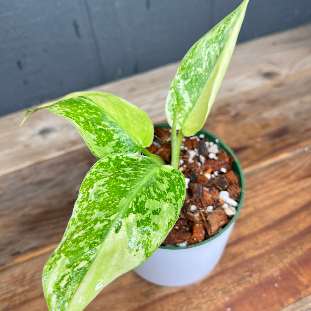 Philodendron Jose Buono - RARE VARIEGATED AROID