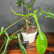 MASSIVE Philodendron Joepii  --  Rare Aroid Collection