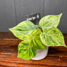 Philodendron Heartleaf Variegata Opal - Variegated RARE AROID - heart leaf