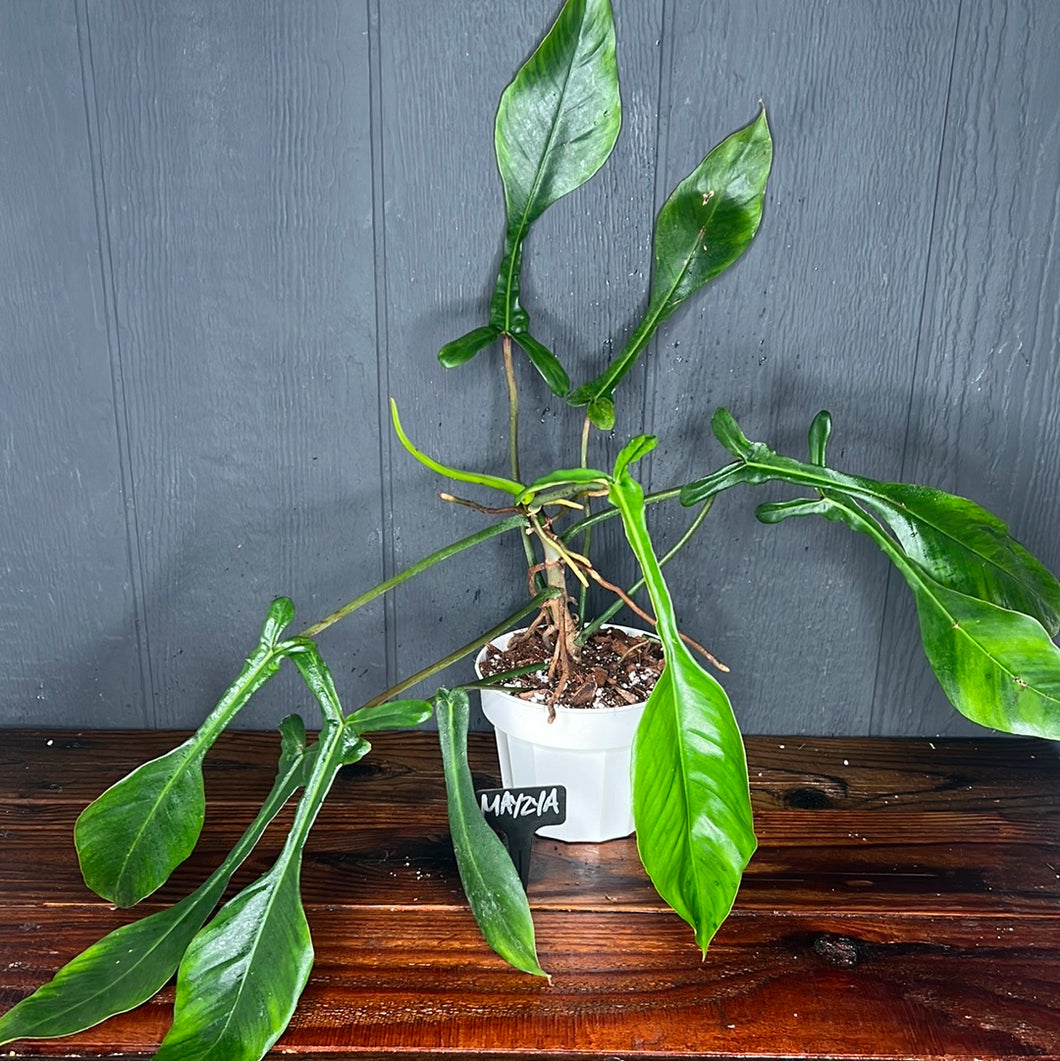 MASSIVE Philodendron Joepii  --  Rare Aroid Collection