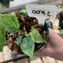 Philodendron Heartleaf Variegata Opal - Variegated RARE AROID - Heart Leaf