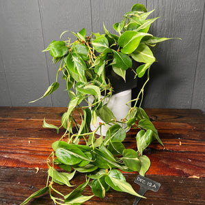 XL Rio Heartleaf Philodendron SHIPS FREE