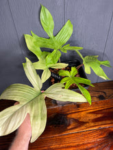 GIANT Philodendron Florida Ghost - RARE AROID - SHIPS FREE