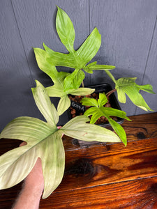 GIANT Philodendron Florida Ghost - RARE AROID - SHIPS FREE