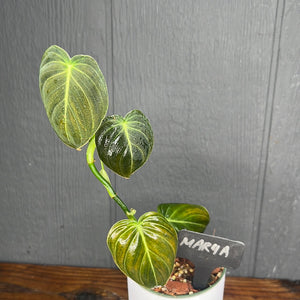Philodendron Melanochrysum - Rare Aroid Collection