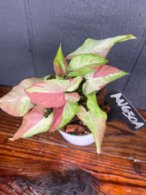 Syngonium Orm Nagpum PINK SALMON - Variegated podophyllum