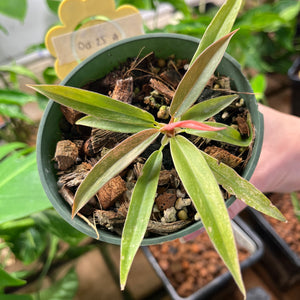 Philodendron Caramel Marble 4" - Rare Aroid