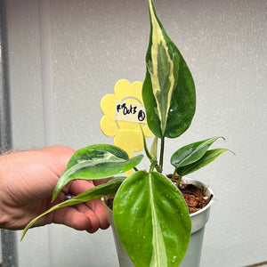 Philodendron Rio Heart leaf Hederaceum -- Rare Aroid Collection