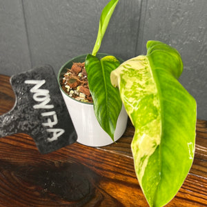 Philodendron Domesticum Variegata - SHIPS FREE - RARE Aroid