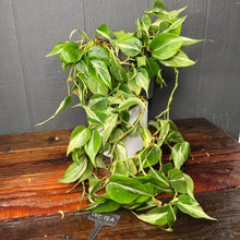 XL Rio Heartleaf Philodendron SHIPS FREE