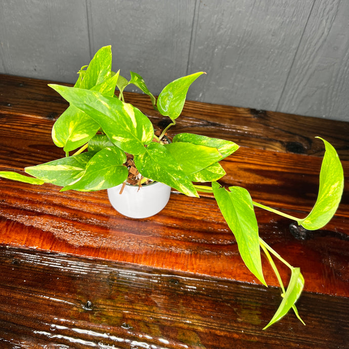 Epipremnum pinnatum 'mint', Furniture & Home Living, Gardening
