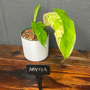 Philodendron Domesticum Variegata - SHIPS FREE - RARE Aroid
