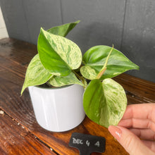 Philodendron Heartleaf Variegata Opal - Variegated RARE AROID - heart leaf