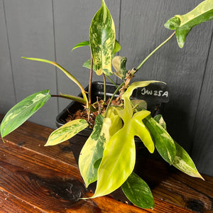 Large Philodendron Florida Beauty - Rare Variegated Aroid