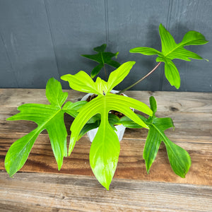 Philodendron Florida Ghost Variegata