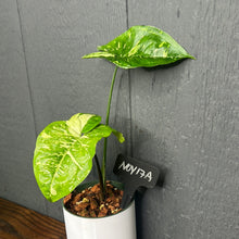 Syngonium Panda Galaxy