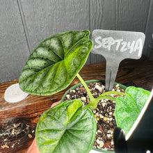 Alocasia Dragon Scale AUREA - VARIEGATED RARE AROID - SHIPS FREE