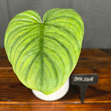 Philodendron McDowell - RARE AROID