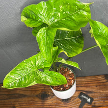 Syngonium Panda Galaxy