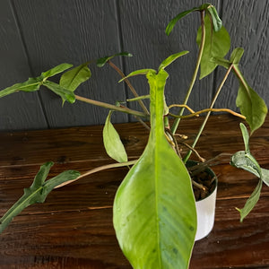 VARIEGATED Philodendron Joepii - VERY RARE AROID - SHIPS FREE
