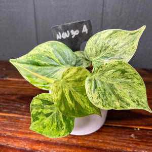 Philodendron Heartleaf Variegata Opal - Variegated RARE AROID - heart leaf